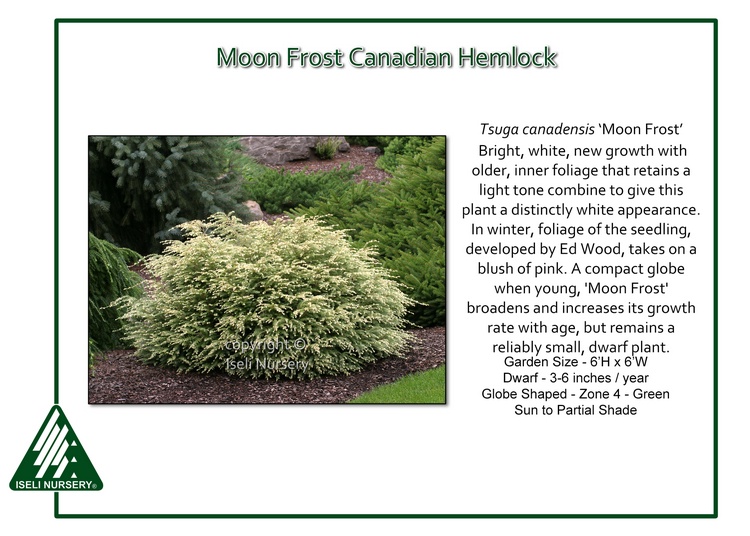 Tsuga canadensis 'Moon Frost'