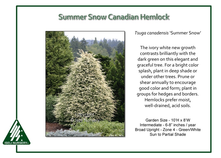 Tsuga canadensis 'Summer Snow'