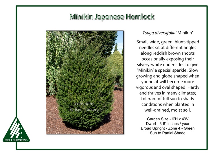 Tsuga diversifolia 'Minikin'