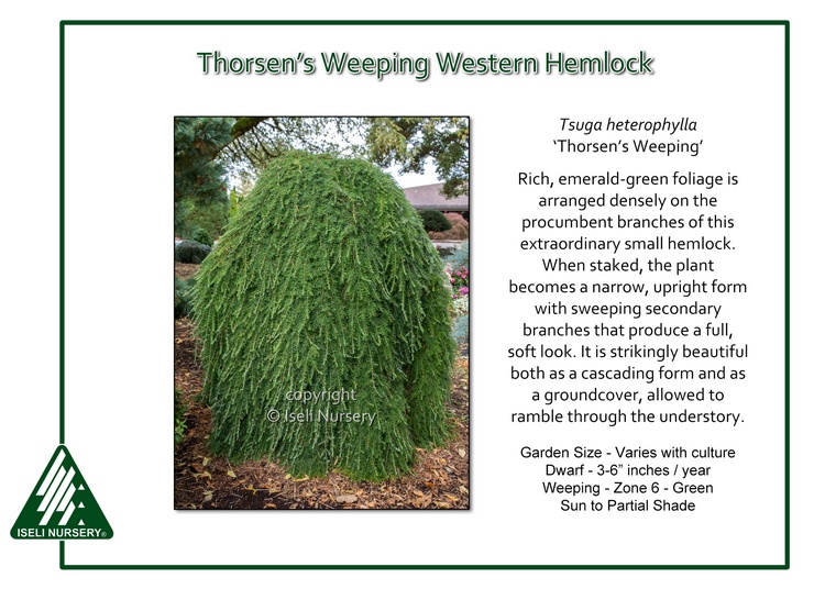 Tsuga heterophylla 'Thorsen's Weeping'