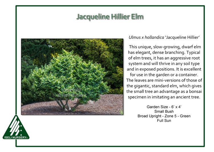 Ulmus x hollandica 'Jacqueline Hillier'