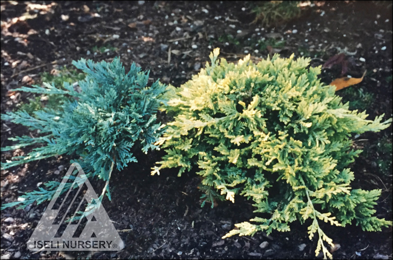 Juniperus horizontalis 'Wiltoni' - 'Mother Lode' - original