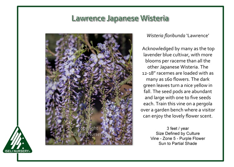 Wisteria floribunda 'Lawrence'