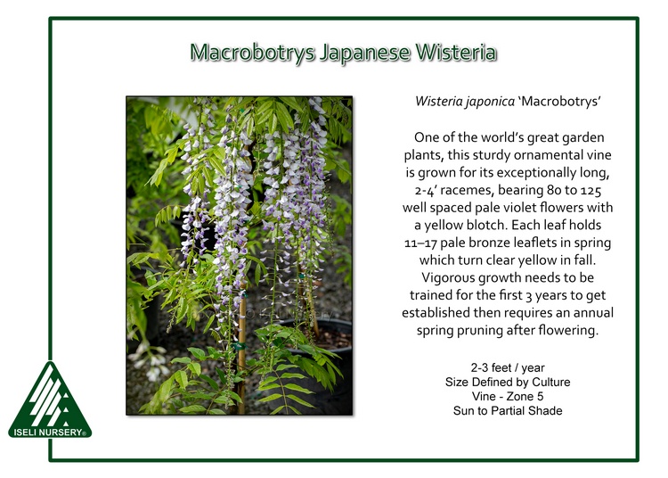 Wisteria japonica 'Macrobotrys'