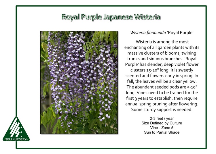 Wisteria floribunda 'Royal Purple'