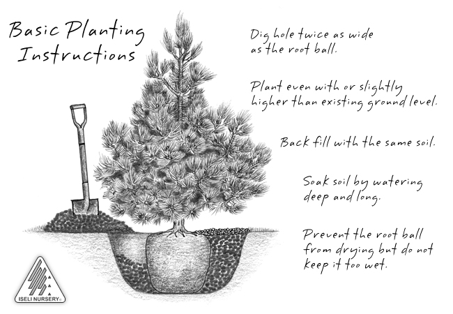 General Planting Instructions