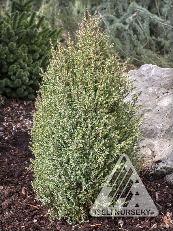 Juniperus communis 'Miniature'