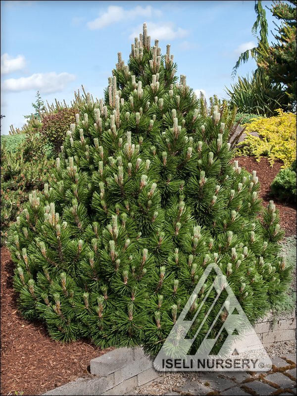 Pinus heldreichii 'Banderica'