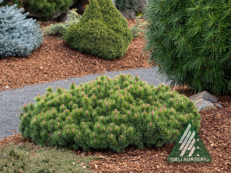 Pinus mugo 'Valley Cushion' - Iseli Nursery