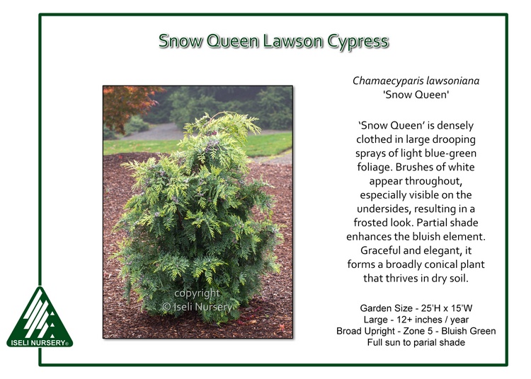 Chamaecyparis lawsoniana 'Snow Queen'