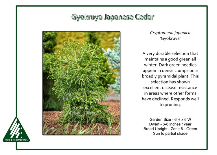 Cryptomeria japonica 'Gyokruya'