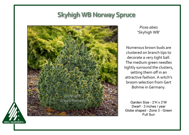 Picea abies 'Skyhigh WB'