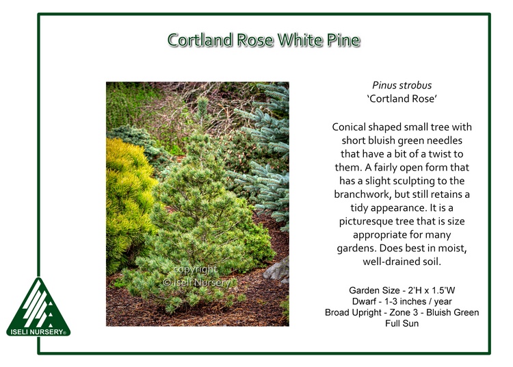 Pinus strobus 'Cortland Rose'