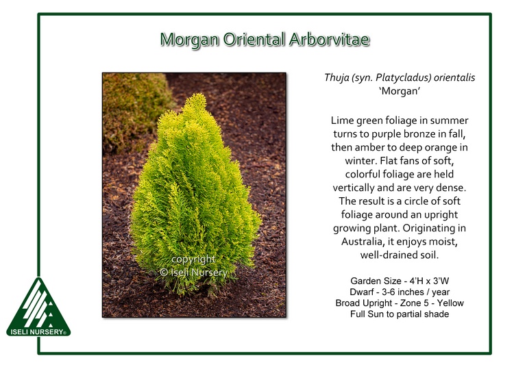 Thuja(Platycladus) orientalis 'Morgan'