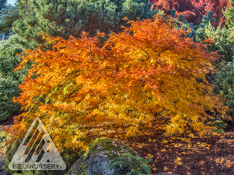 Acer 'Cascadia' - autumn tree