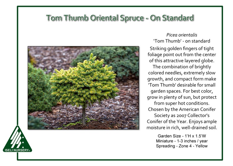 Picea orientalis 'Tom Thumb' - standard