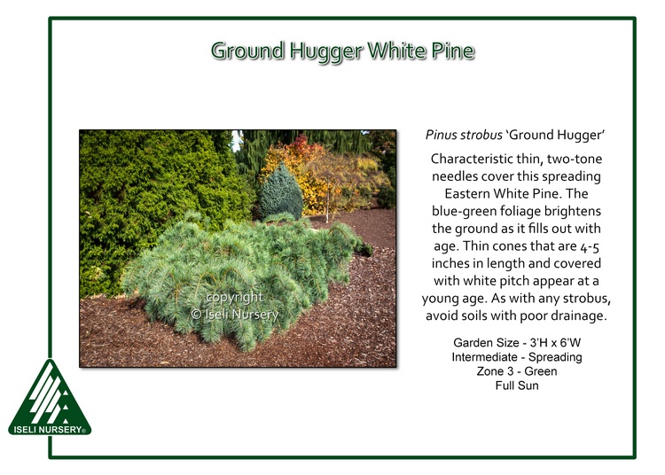 Pinus strobus 'Ground Hugger'