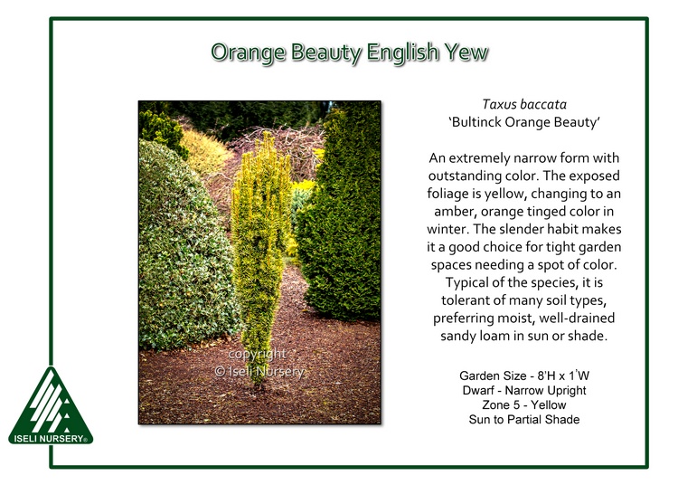 Taxus baccata 'Bultinck Orange Beauty'