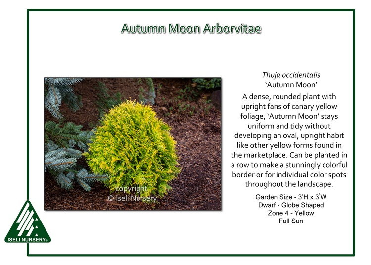 Thuja occidentalis 'Autumn Moon'