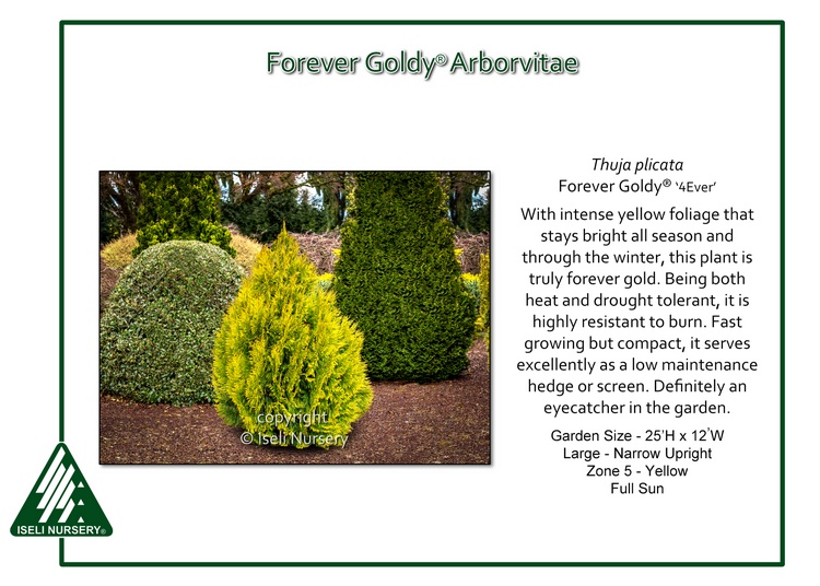 Thuja plicata Forever Goldy®