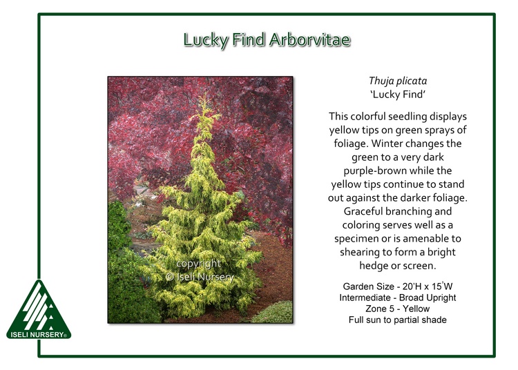 Thuja plicata 'Lucky Find'