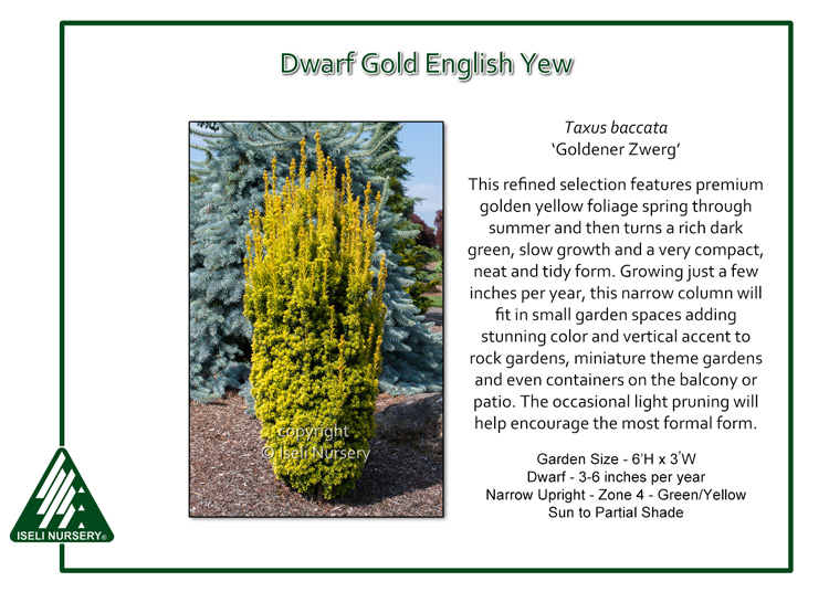 Taxus baccata 'Goldener Zwerg'