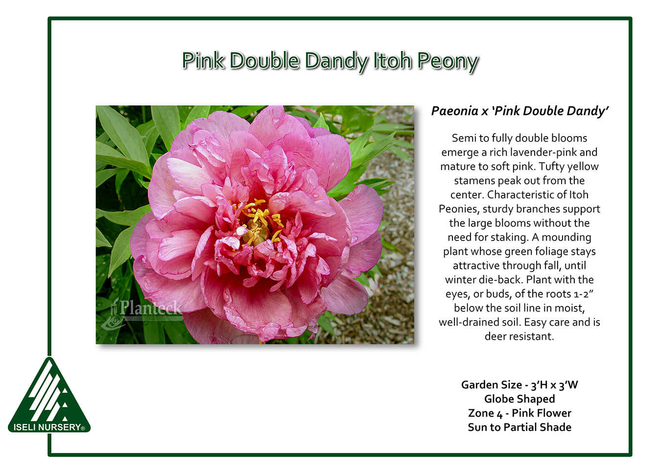 Paeonia x 'Pink Double Dandy' - Iseli Nursery