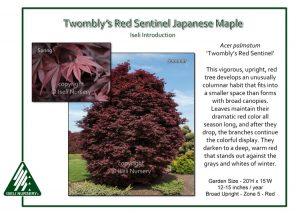 Sentinel Maple Acer palmatum ‘Twombly’s Red Sentinel’
