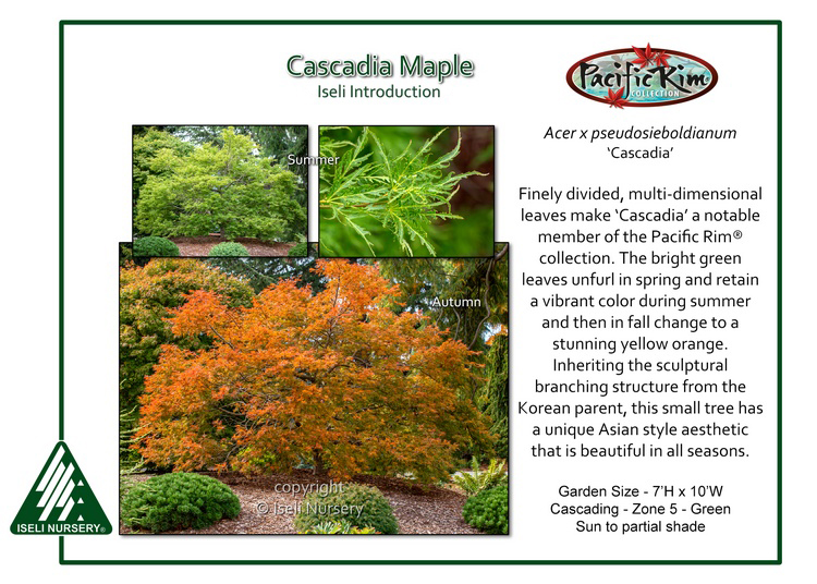 Cascadia Maple Info Card
