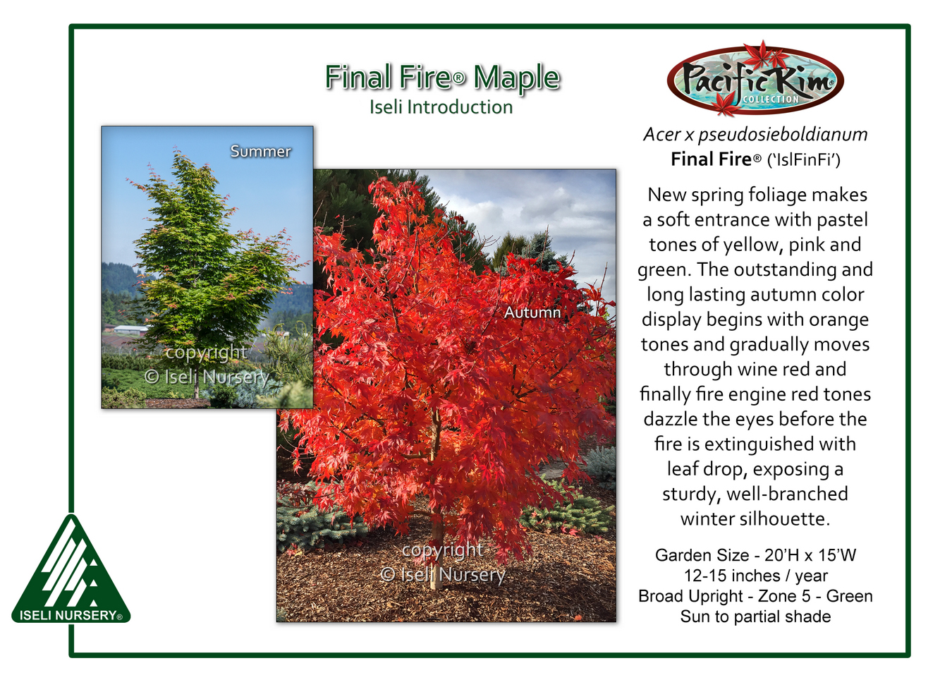 Acer x pseudosieboldianum Final Fire® ('IsFinFi') - Iseli Nursery