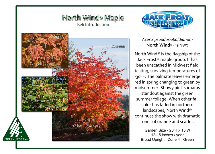 North Wind® Maple