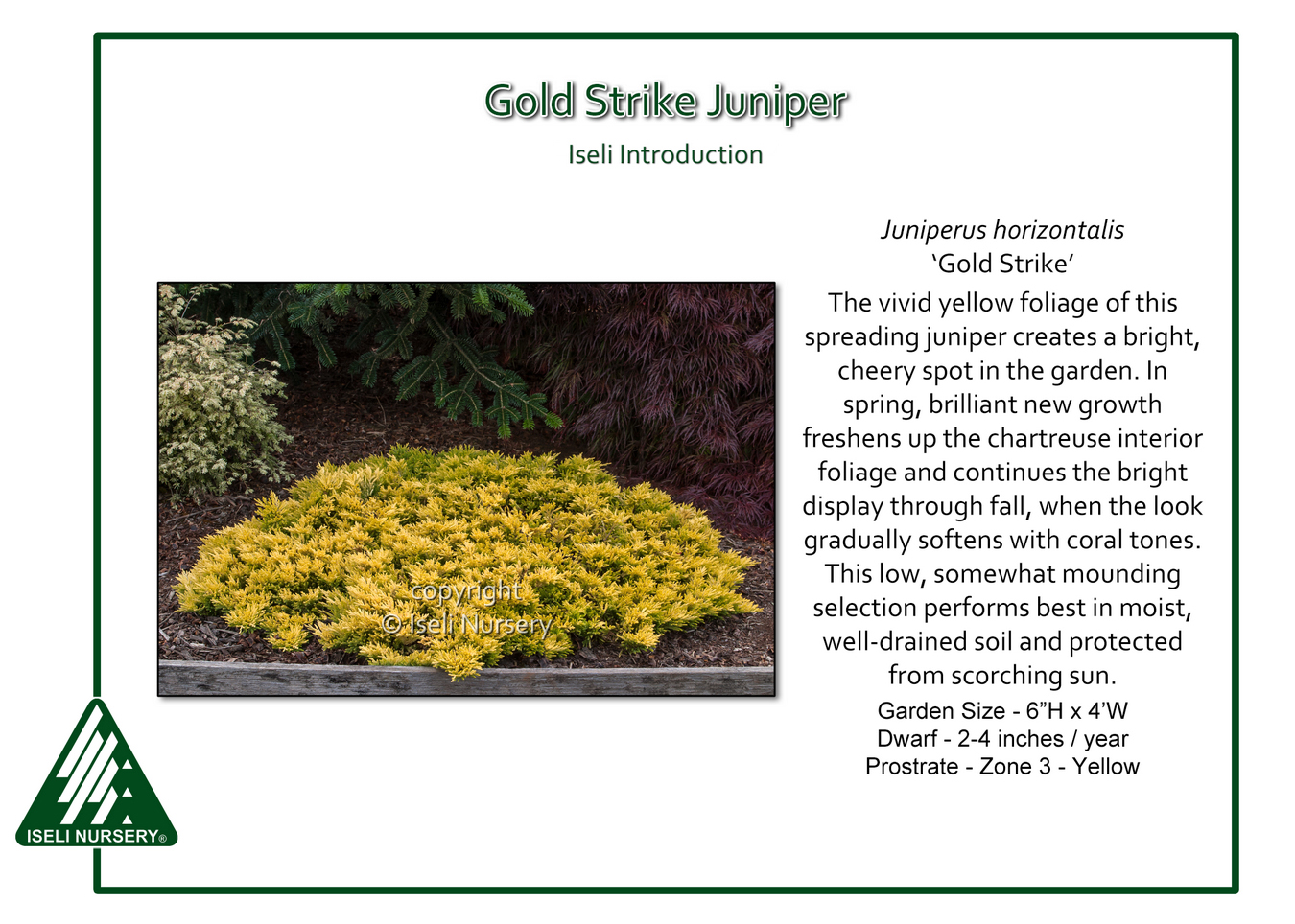 Juniperus horizontalis 'Gold Strike' - Iseli Nursery