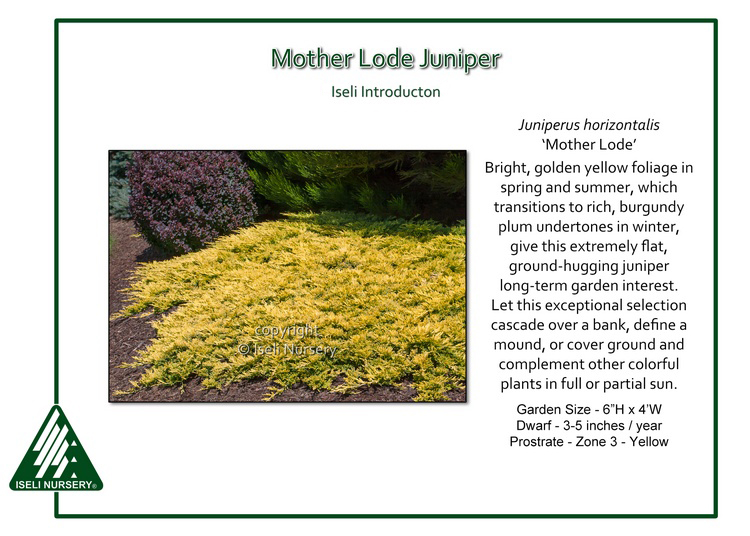 Juniperus horizontalis 'Gold Strike' - Iseli Nursery