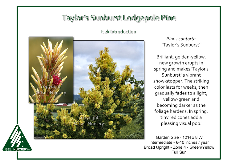 Tourist Dense Lock Pinus contorta 'Taylor's Sunburst' - Iseli Nursery