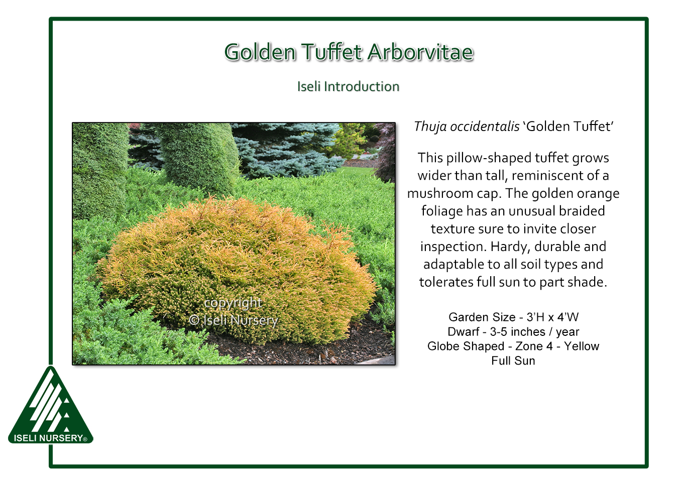 Thuja occidentalis Golden Tuffet - Iseli Nursery