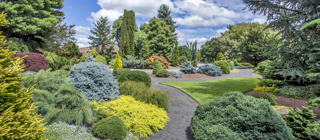 Iseli Summer Conifer Garden