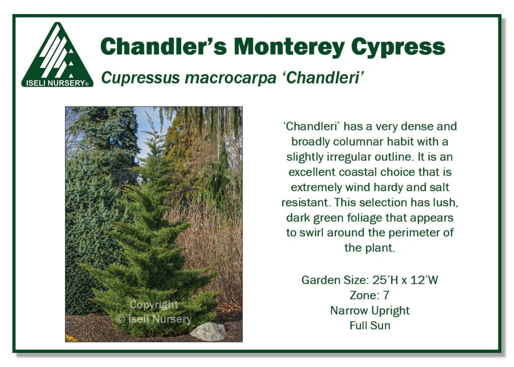 Cupressus macrocarpa 'Chandleri' (Low Res)