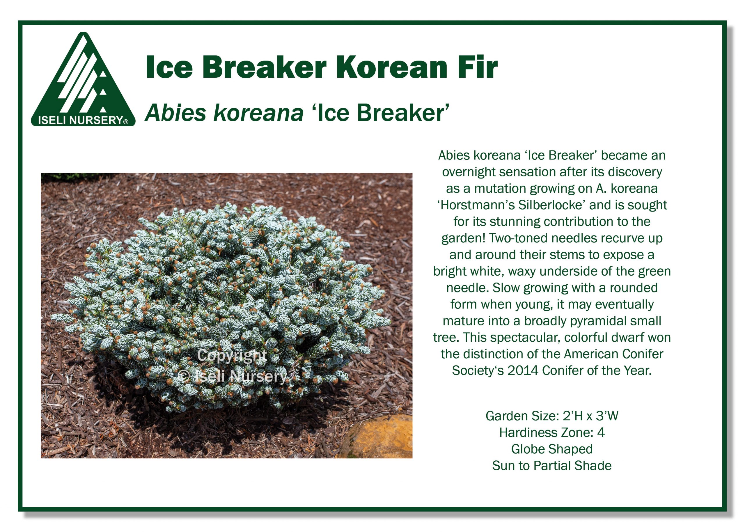 Abies koreana 'Ice Breaker' - Iseli Nursery