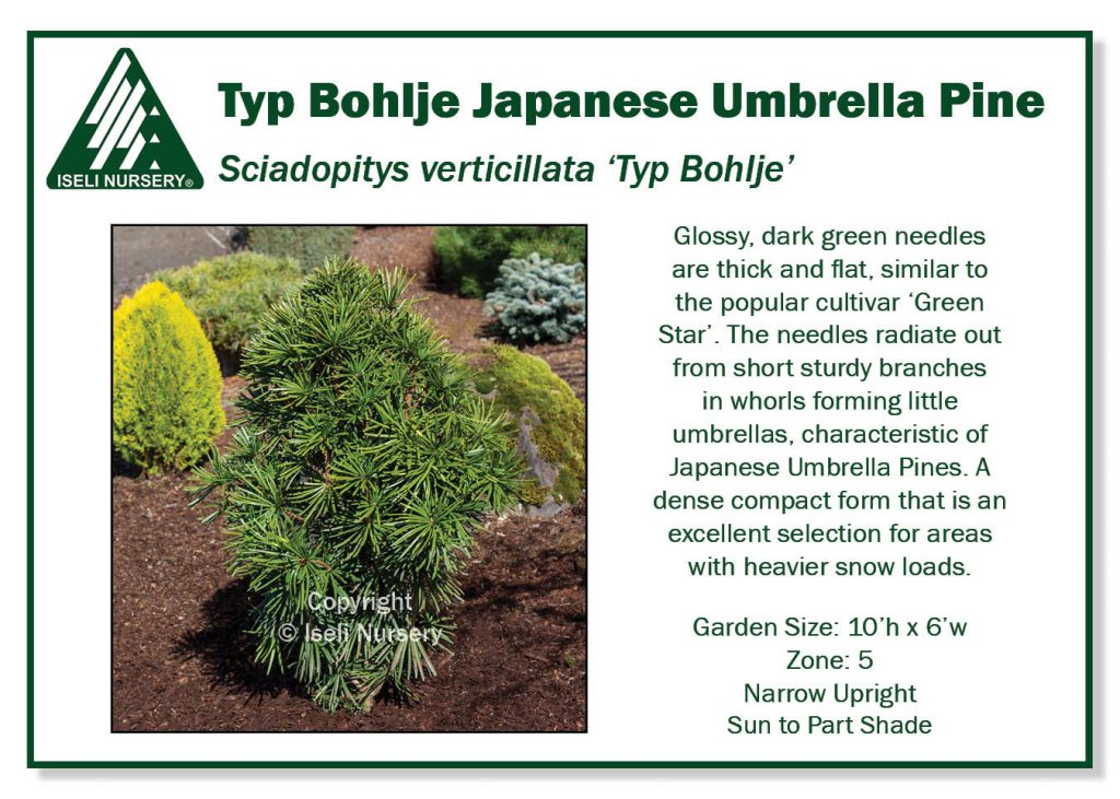 Sciadopitys verticillata 'Green Star' - Iseli Nursery