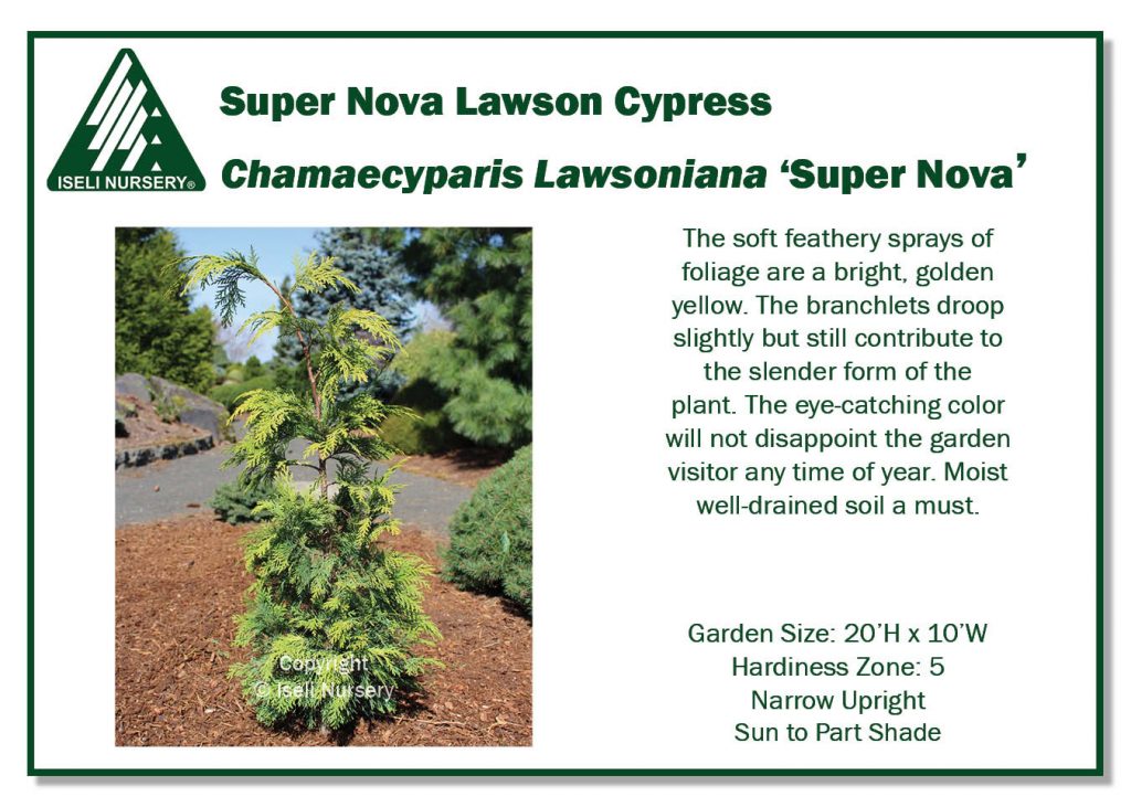 POS Sign - Chamaecyparis lawsoniana 'Supernova' (Low Res)