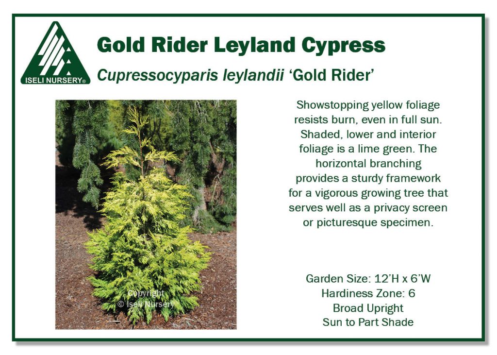POS Sign - Cupressocyparis lawsoniana 'Gold Rider' (Low Res)