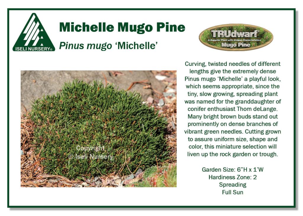 POS Sign - Pinus mugo 'Michelle' (Low Res)
