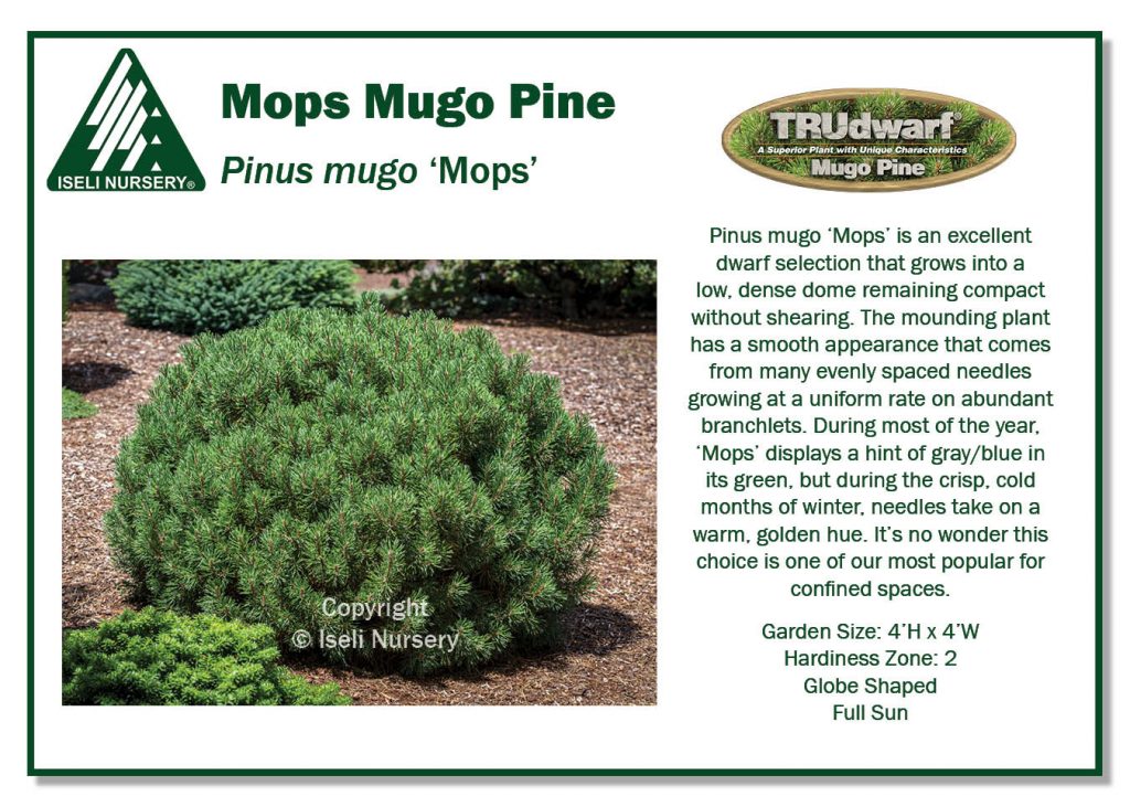 POS Sign - Pinus mugo 'Mops' (Low Res)