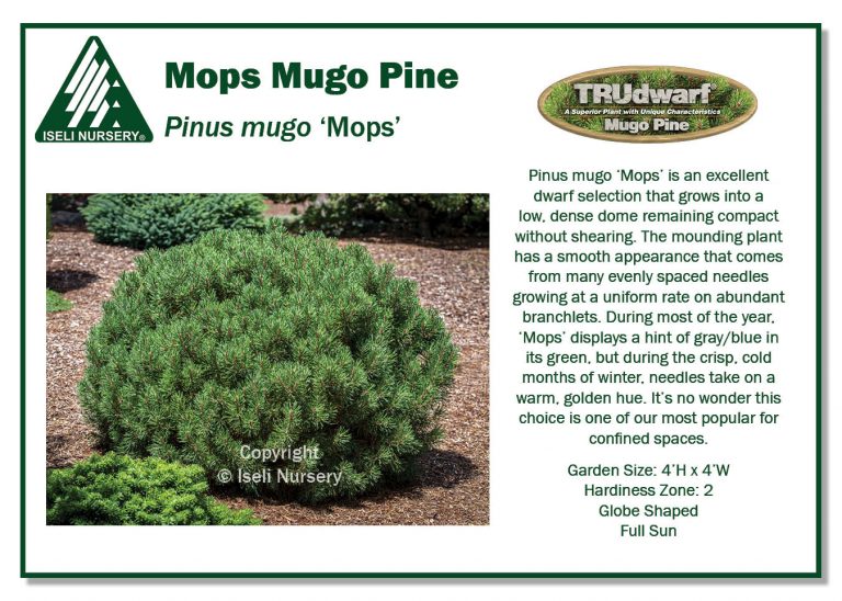 Pinus Mugo Mops Pinus Mugo Mops