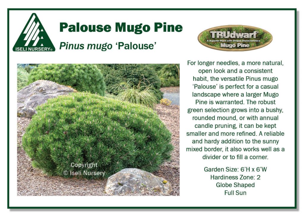 POS Sign - Pinus mugo 'Palouse' (Low Res)