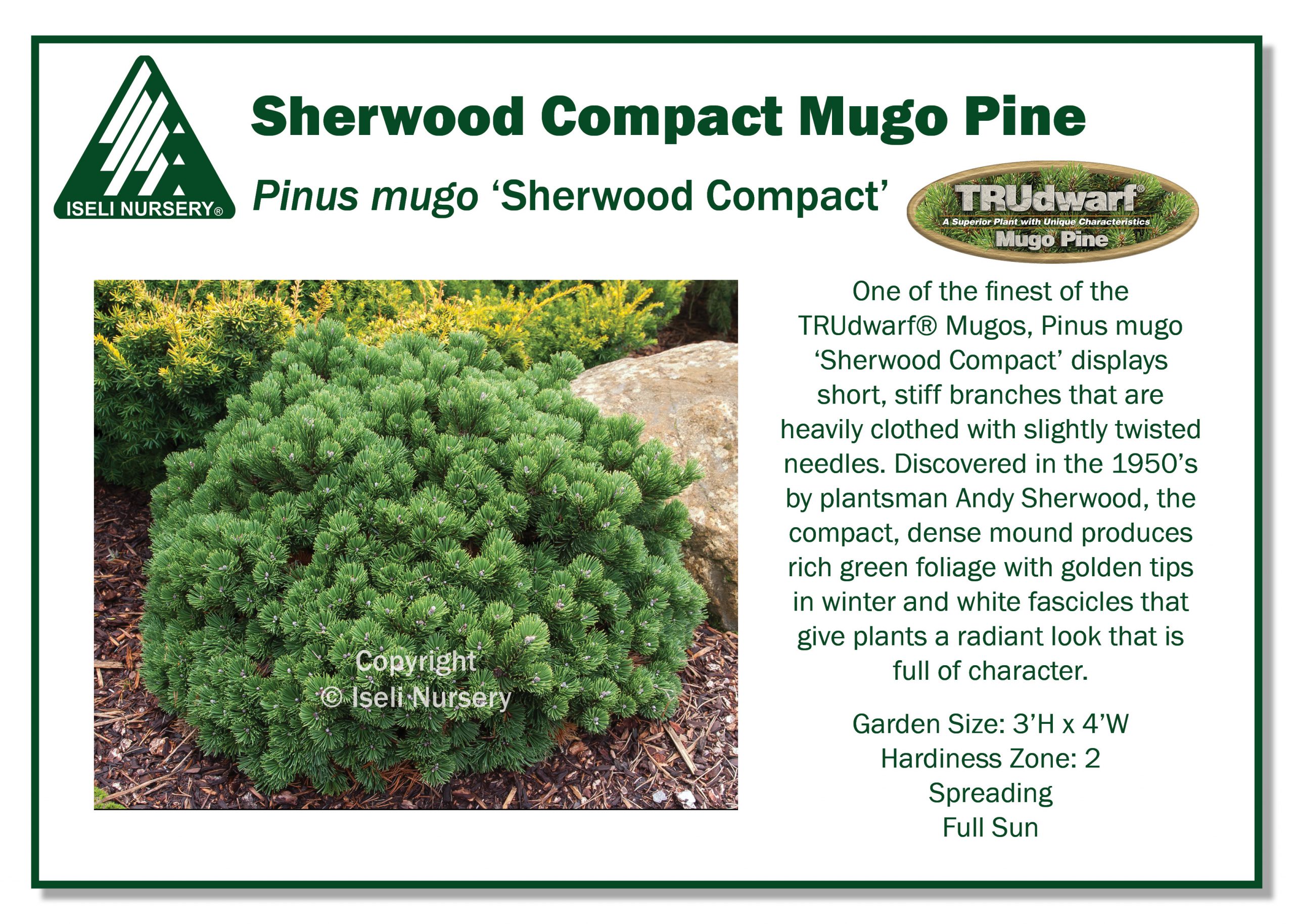 Пинус Муго Шервуд компакт. Pinus mugo 'Sherwood Compact'. Сосна Шервуд компакт. Сосна Шервуд компакт описание.