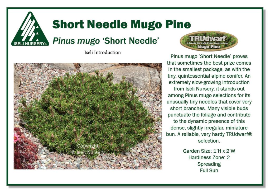 POS Sign - Pinus mugo 'Short Needle' (Low Res)