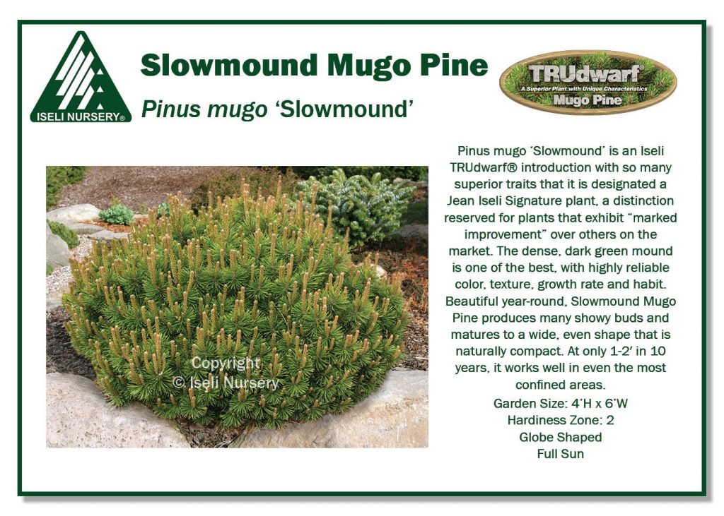 POS Sign - Pinus mugo 'Slowmound' (Low Res)