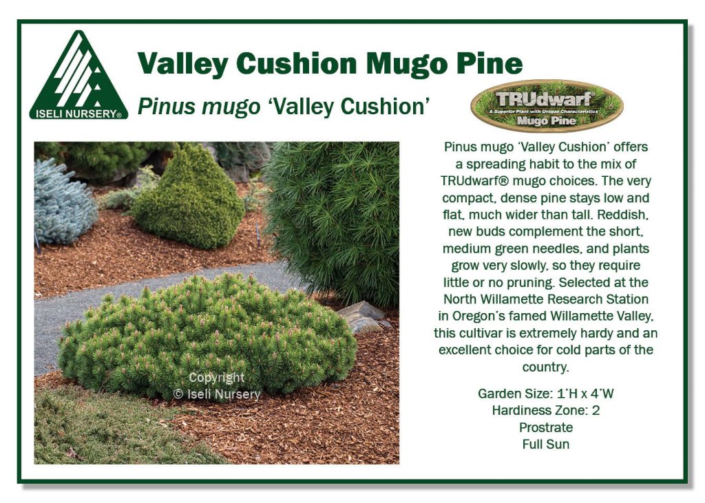 POS Sign - Pinus mugo 'Valley Cushion' (Low Res)