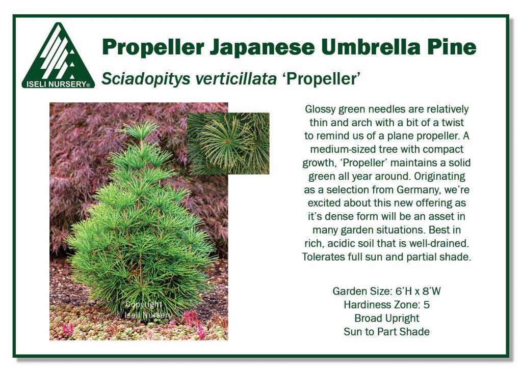 POS Sign - Sciadopitys verticillata 'Propeller' (Low Res)